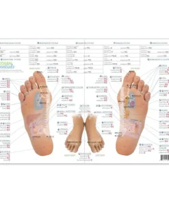 Modern Essentials Diagramme Reflexologie - 10 Edition – Image 2